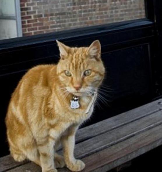 娱乐吃瓜酱小猫坐公交车