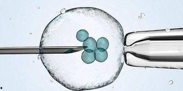 取精子图片,精子图片背后的奥秘